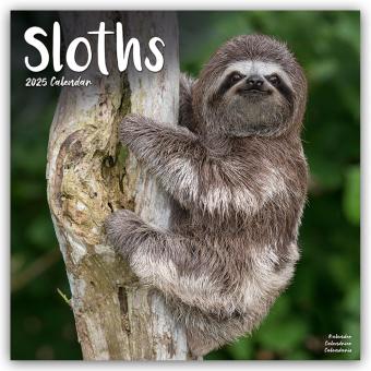 Produktbild Avonside Publishing Ltd:Sloths - Faulti (305 x 305 mm, Deutsch)