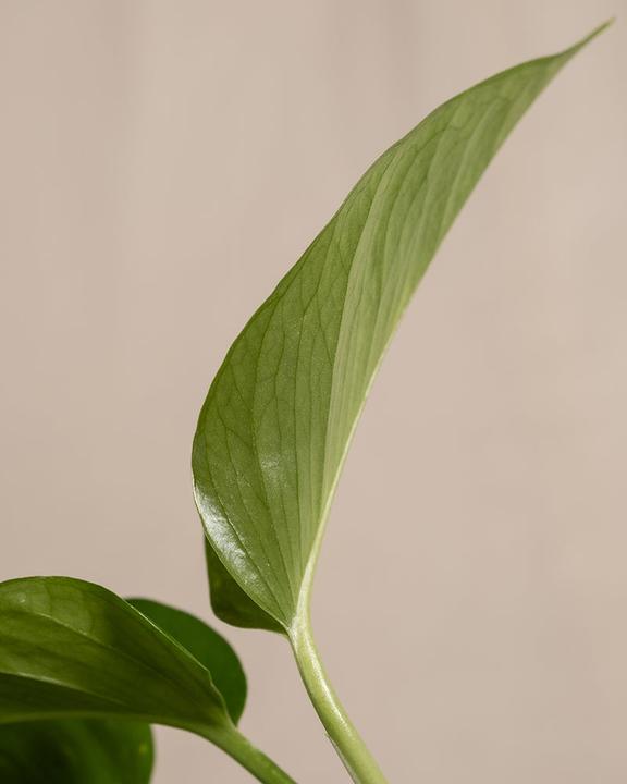 Immagine prodotto feey L'edera (25 cm, Appena rinvasata)