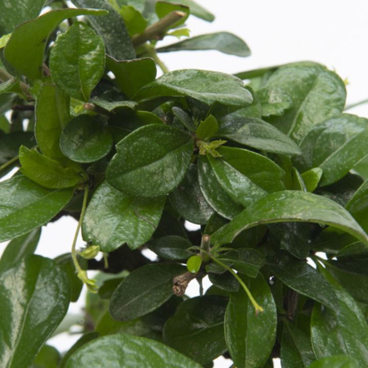 Actual product image Plant in a Box Carmona microphylla - Bonsai trees (20 cm)