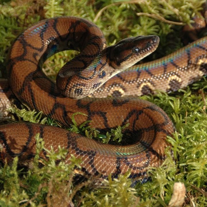 Produktbild Lucky Reptile Vivarium Moos