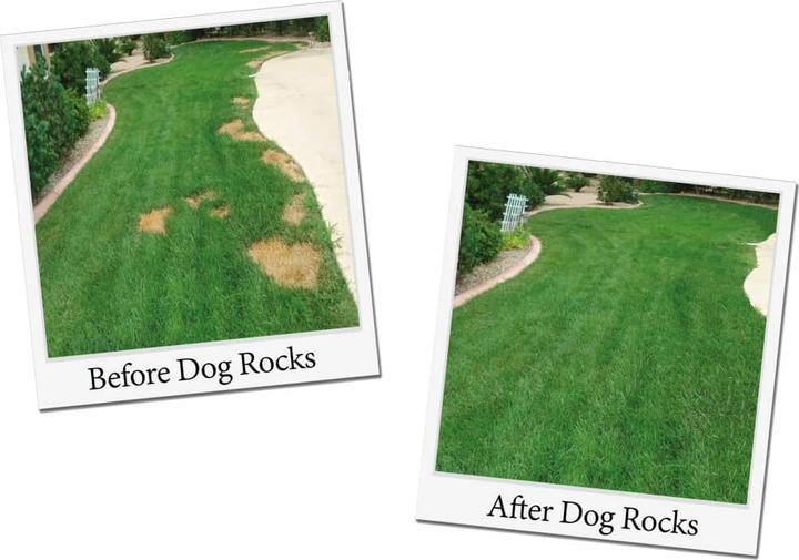 Actual product image Dog Rocks Parker (Dog)
