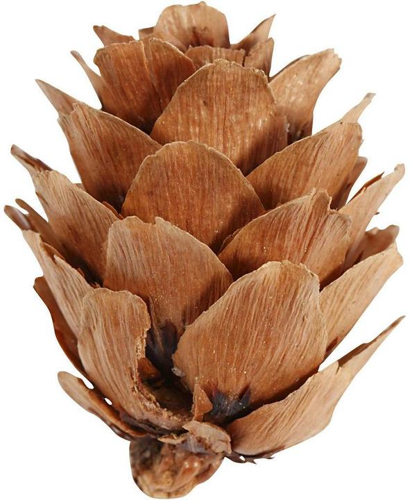 Actual product image Creativ Company Fir cones