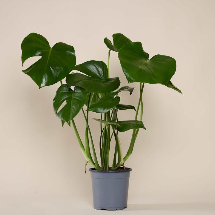 Actual product image Mary and Plants Baby Monstera (75 cm)