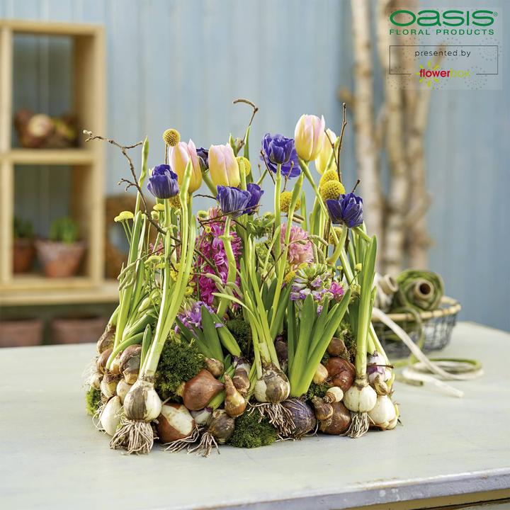 Actual product image Oasis Auto Corso 11 x 11 x 9 cm, 6 pieces