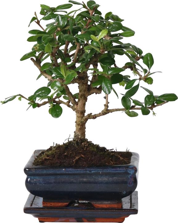 25 cm