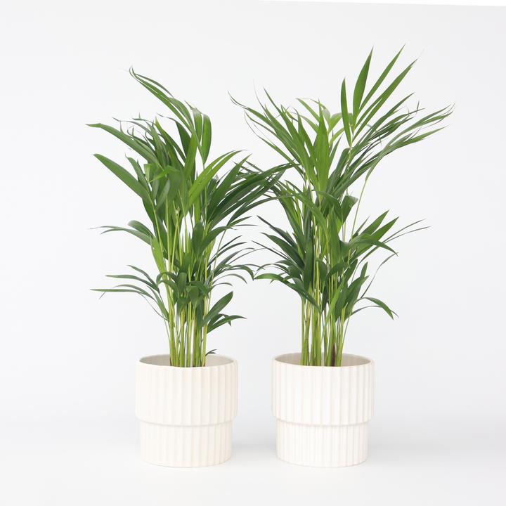 Actual product image Plant in a Box Dypsis Lutescens - Set of 4 Areca Gold Fruit Palm (60 cm)
