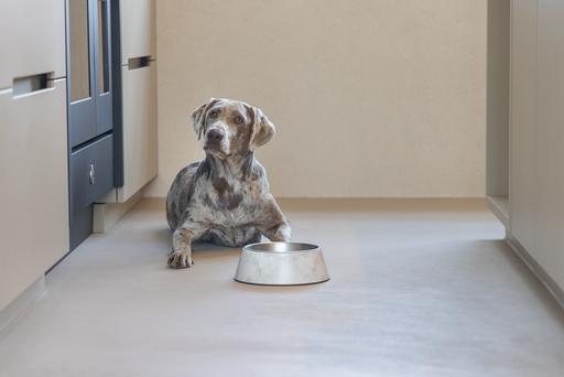 Actual product image Designed by Lotte Dog bowl Meis (0.70 l)