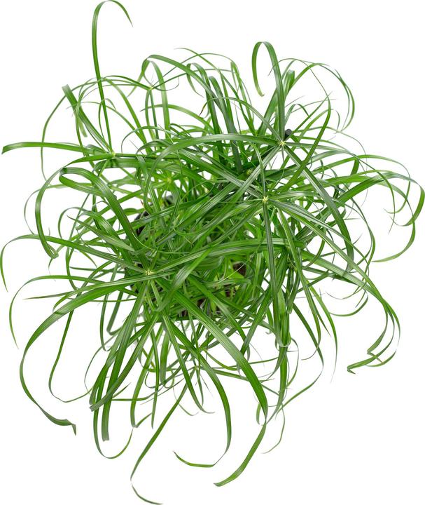 Actual product image Flowerbox Cyprus grass - Cyperus alternifolius (60 cm)