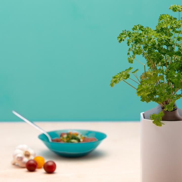 Image du produit Prêt à Pousser Persil frisé (Graines d'herbes aromatiques)