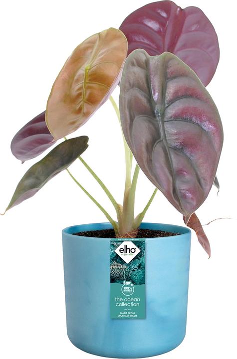 Produktbild Elho The Ocean Collection (22.30 cm)
