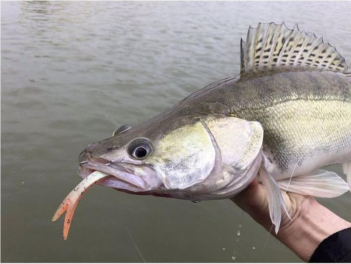 Actual product image Quantum Pelagic Shad Set (21 cm)
