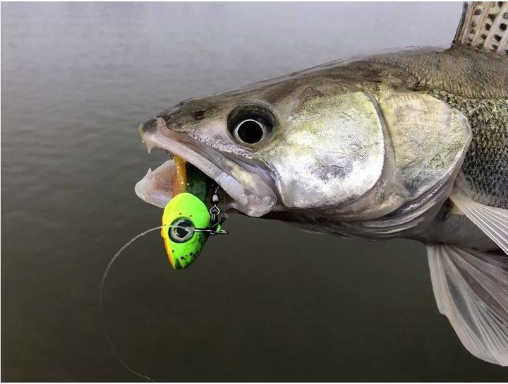 Actual product image Quantum Pelagic Shad Set (21 cm)