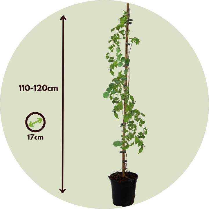 Actual product image Plant in a Box Campis radicans 'Flava' - set of 2 trumpet climbers (110 cm)