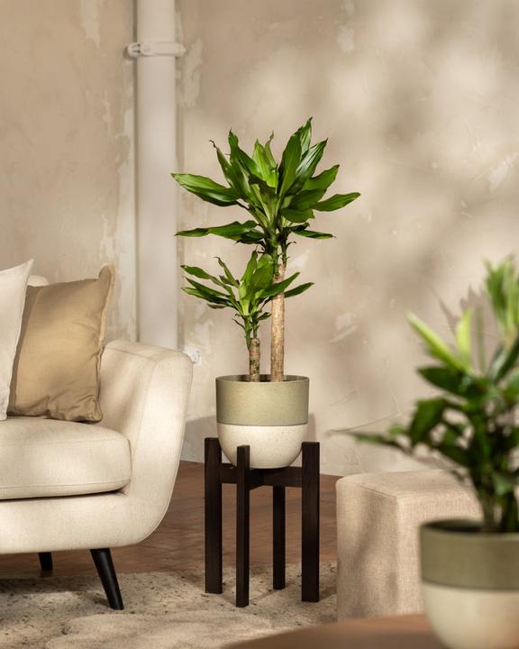 Produktbild feey Grosser Drachenbaum (85 cm, Frisch umgetopft)
