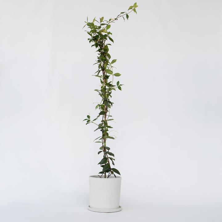 Produktbild Plant in a Box Trachelospermum jasminoides - Sternjasmin (120 cm)