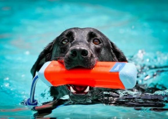 Actual product image Chuckit! Amphibious Bumper Assorti (Dog chew toy)
