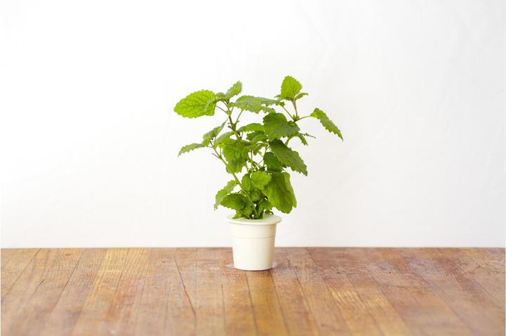 Produktbild Click and Grow Lemon Balm (Kräutersamen)