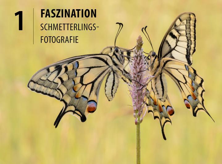 Immagine prodotto Schmetterlinge - so gelingen faszinierende Fotos (Tedesco, Andreas Kolossa, 2020)