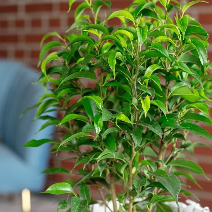 Image du produit Flowerbox Figuier bouleau "Natasja" ramifié - Ficus benjamini (30 cm)