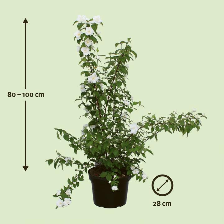 Produktbild Zulauf Pfeifenstrauch / Philadelphus 'Belle Etoile' (100 cm)