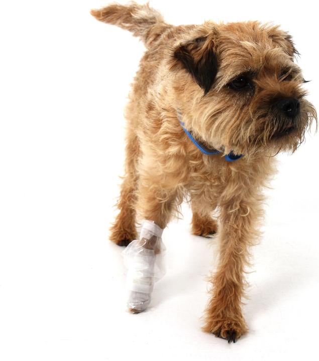 Produktbild Mountain Paws Dog First Aid Kit (Hund)