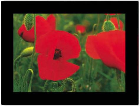 Image du produit Baback Haschemi Cartes doubles 818 FLEURS DE MONTAGNE (1 pcs)