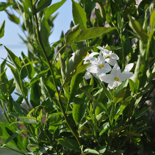 Actual product image Säntispracht Set of 4, Perfume-scented summer jasmine - Solanum jasminoides (60 cm)