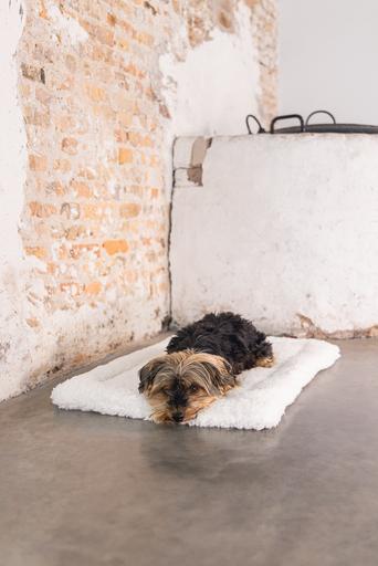 Produktbild Designed by Lotte Ligra (Hund)