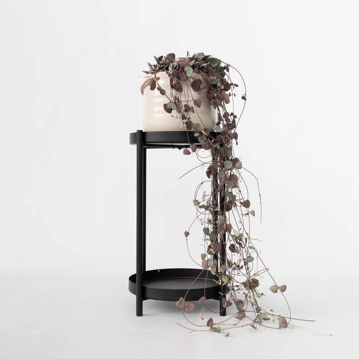 Immagine prodotto Plant in a Box Ceropegia linearis Woodii - foglia del cuore a catena affondante (30 cm)