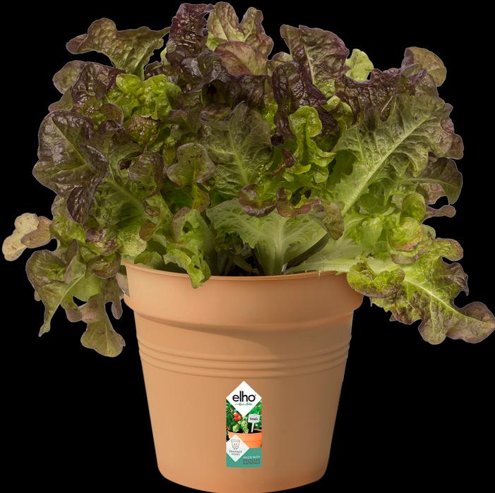 Immagine prodotto Elho Verde Basic (15 cm)