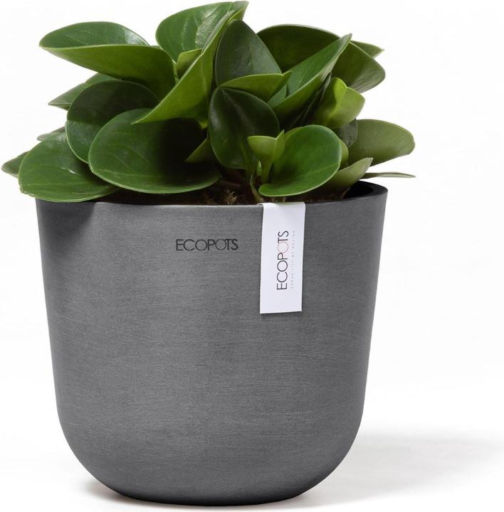 Actual product image Ecopots Oslo Mini (16 cm)