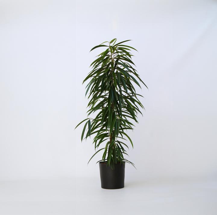 Actual product image Plant in a Box Ficus Binnendijckii Alii - violin plant (100 cm)