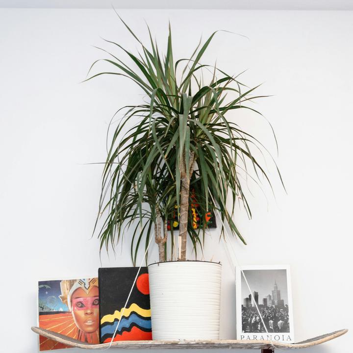 Actual product image Plant in a Box Dracaena Marginata Magenta - Dragon Tree (70 cm)