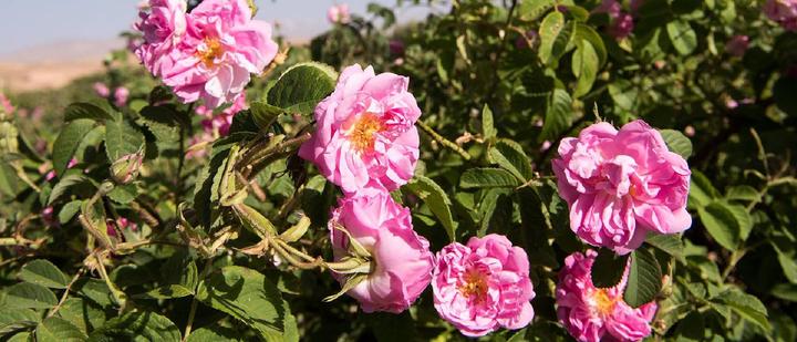 Immagine prodotto Weleda Rosa selvatica (10 ml)
