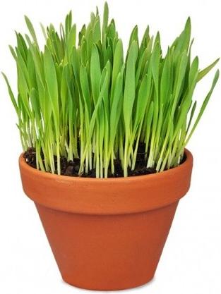 Image du produit Defu Herbe à chat bio (Graines de plantes)
