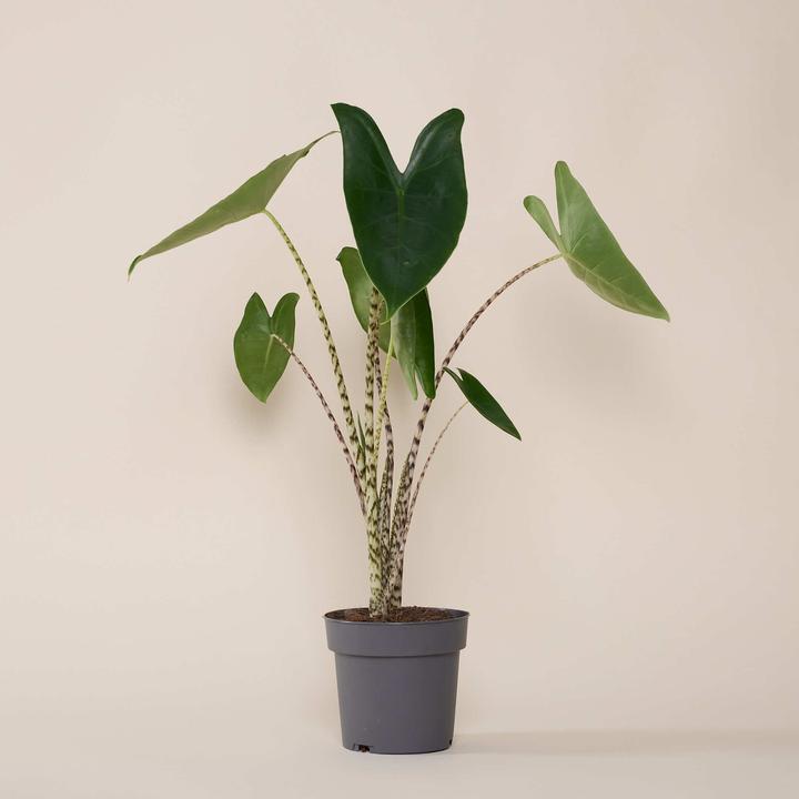 Produktbild Mary and Plants Alocasia Zebrina mit HAY Topf in Schwarz (55 cm)