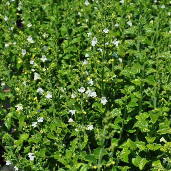 Immagine prodotto Säntispracht Set di 3, La profumata menta di montagna - Calamintha nepeta Marvelette Bianco (35 cm)
