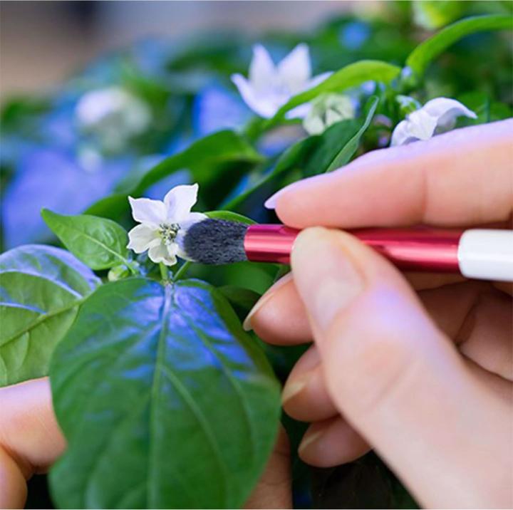 Image du produit Véritable Pinceau de pollinisation (Graines de plantes)