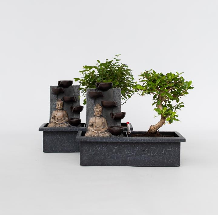 Produktbild Plant in a Box Bonsai Ligustrum, Carmona, Ficus Retusa, Syzygium, Sageretia - 2er Set Bonsai Wassersystem Buddha (25 cm)