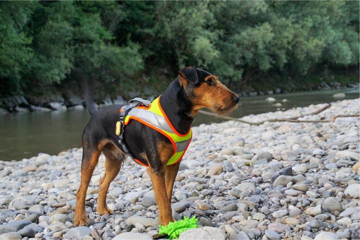 Produktbild Beat Grossenbacher Dog's Fun Run Night Hundegeschirr (M, Hund, Hundesport, Allgemein)