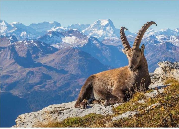 Actual product image Ravensburger Steinbock im Toggenburg (1000 pieces)