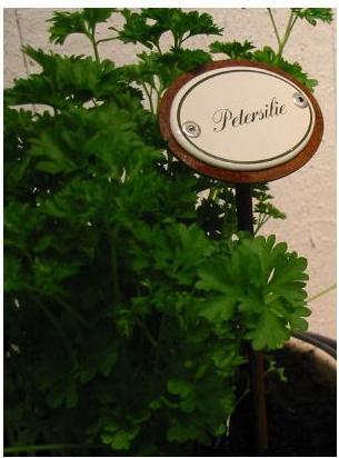 Plots à épices Persil (25 cm)