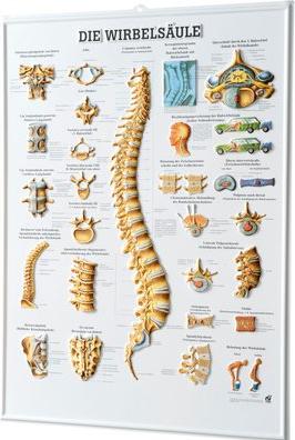 Image du produit Ruediger RÜDIGER Poster 3D Relief Colonne vertébrale 74 x 54 fr (54 x 74 cm)