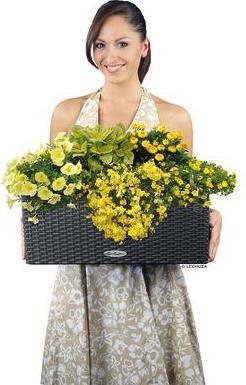 Produktbild Lechuza Balconera Cottage (19 cm)