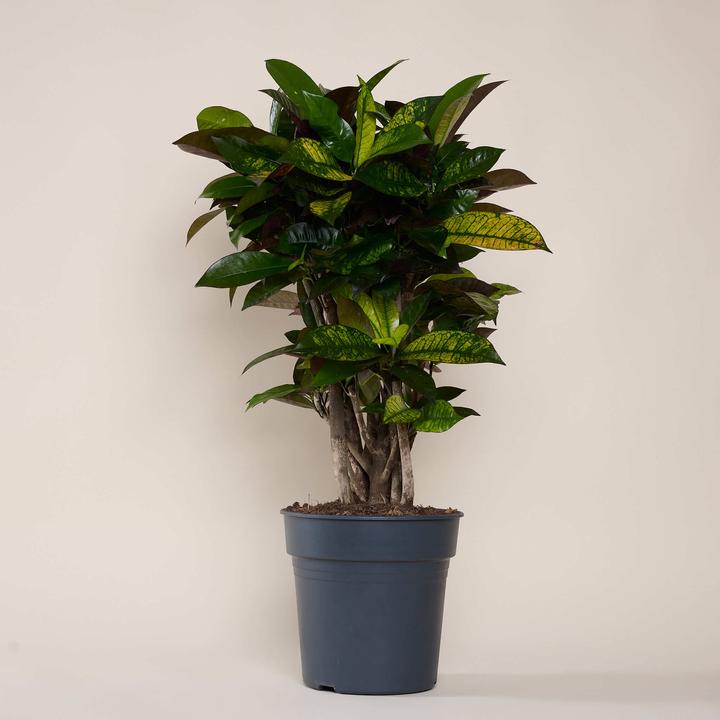 Produktbild Mary and Plants Mrs Iceton (85 cm)