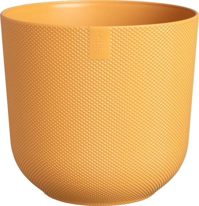 Giallo ambra