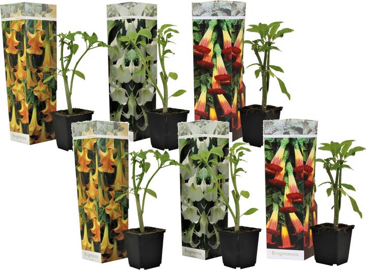 Produktbild Plant in a Box Brugmansia versicolor, sanguinea, suaveolens - 6er Set Engelstrompete (25 cm)
