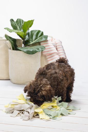 Immagine prodotto Beeztees Sniffy (Cane di peluche)