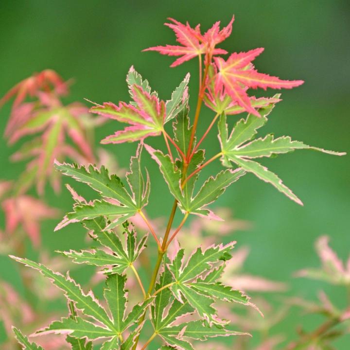 Image du produit Plant in a Box Acer Palmatum 'Taylor' - 2er Set Ahornbäume (50 cm)