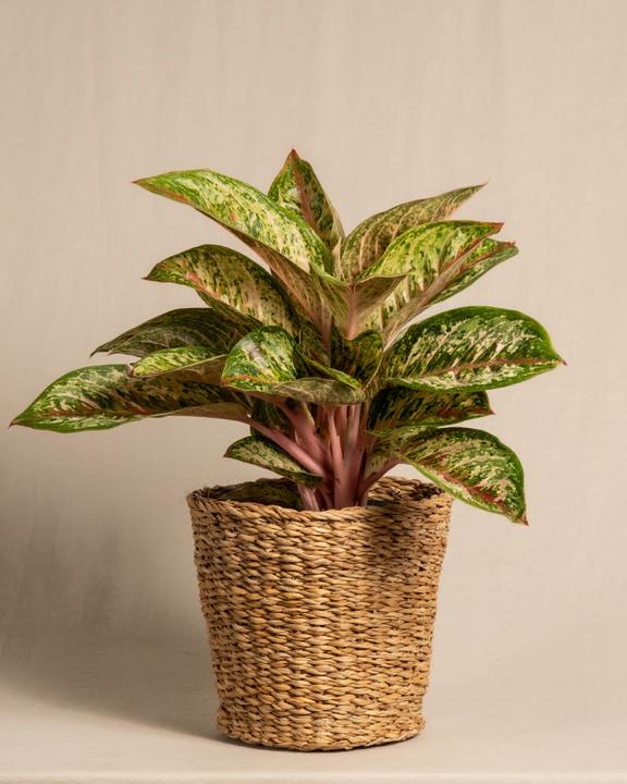 Immagine prodotto feey Aglaonema Painted Celebration (55 cm, Appena rinvasata)